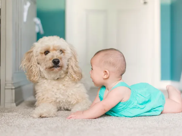 Baby lying on clean carpet next to a fluffy dog